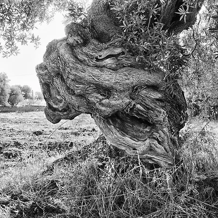 La Terrazza Di Puglia *