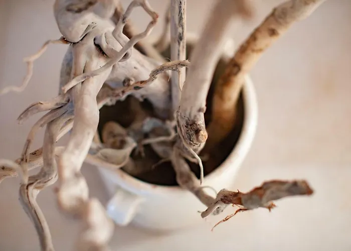 Apartment La Terrazza Di Puglia Conversano